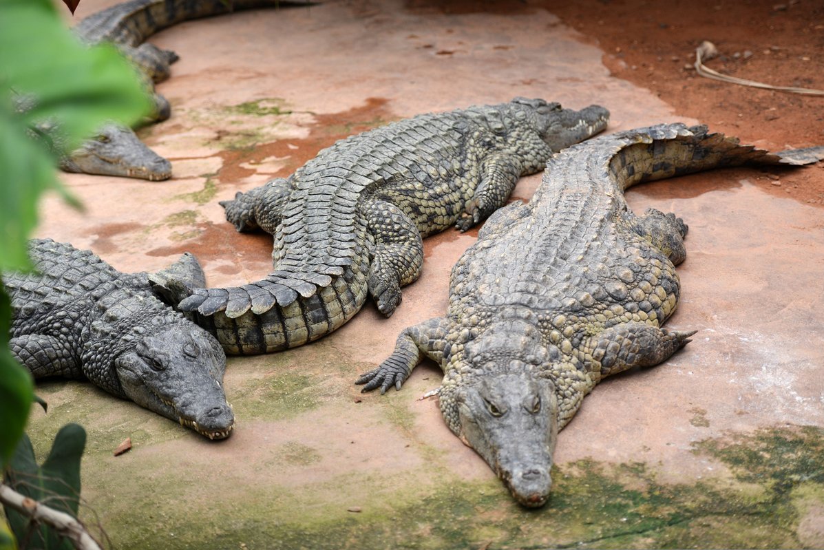 Prekybos krokodilais strategija, Kaip Aligatorius indikatorius kandžioja rinkos tendenciją...