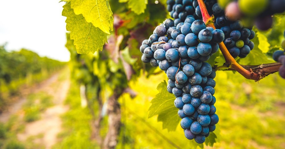 Fatti interessanti sul vino italiano: controlla se conoscevi questi fatti incredibili